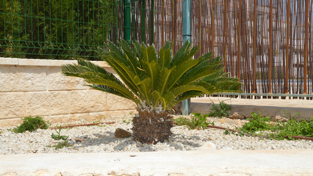 Eating sago palm can cause vomiting, diarrhoea, weakness and loss of appetite.