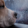Avoid pushing cotton buds deep into the ear canal. For routine cleaning, use only products recommended for your dog by a veterinary professional.