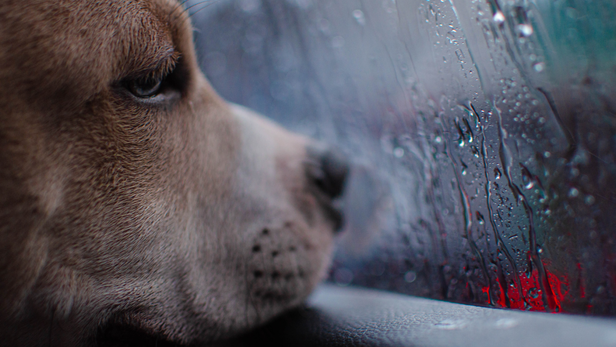 Avoid pushing cotton buds deep into the ear canal. For routine cleaning, use only products recommended for your dog by a veterinary professional.
