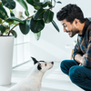 Once your dog reliably looks at you when you say its name nearby, take the exercise a little further.