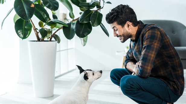 Once your dog reliably looks at you when you say its name nearby, take the exercise a little further.