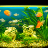 But every fish adds waste to the water, and the beneficial bacteria that break down this waste need time to establish themselves