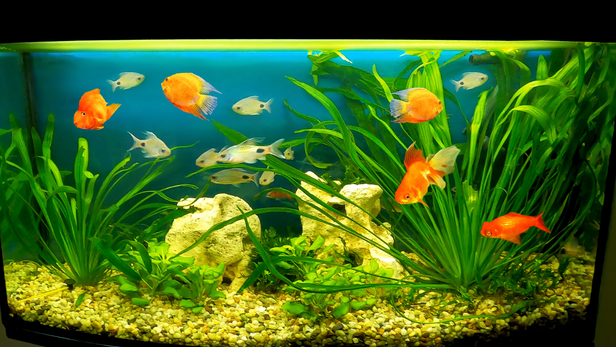But every fish adds waste to the water, and the beneficial bacteria that break down this waste need time to establish themselves