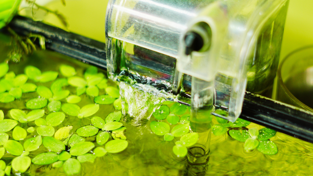 Follow the filter manufacturer’s cleaning instructions and avoid unnecessarily replacing established biological media.