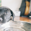 Thirsty dog drinking water