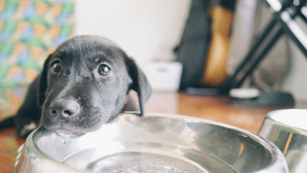 Thirsty dog drinking water