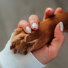 Dog grooming kit