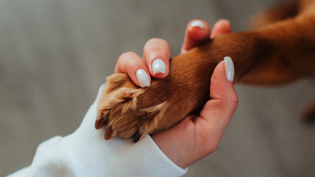 Dog grooming kit