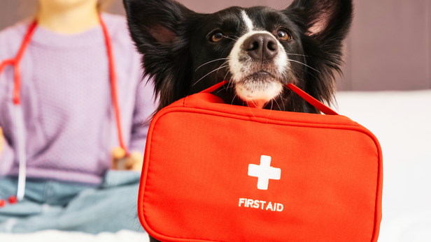 Dog portable first aid kit