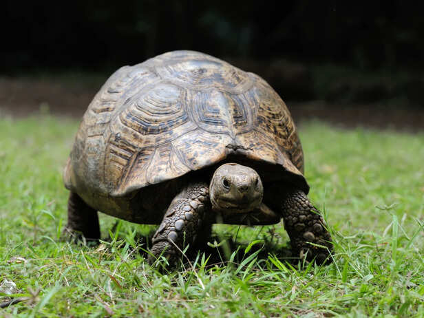 Tortoise