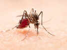 7 Warning Signs That Separate Dengue From Influenza
