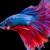 Over time, the fish can learn that a familiar person approaching the tank often means food or interaction is coming.