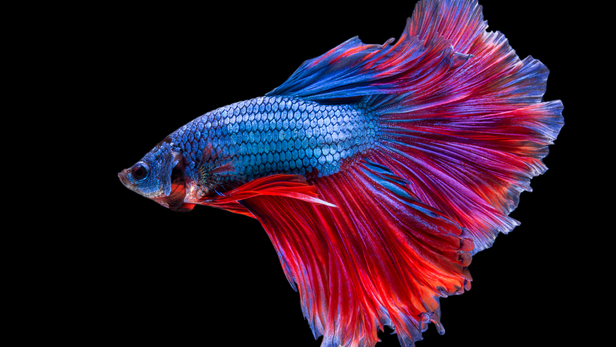 Over time, the fish can learn that a familiar person approaching the tank often means food or interaction is coming.