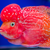 As with other aquarium fish, this does not prove that the fish experiences human-style affection. But it does show that these animals can learn, remember and respond to familiar cues.
