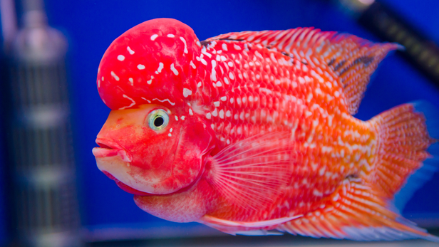As with other aquarium fish, this does not prove that the fish experiences human-style affection. But it does show that these animals can learn, remember and respond to familiar cues.