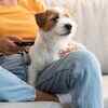 Can pets be stopped from using lifts?