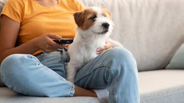 Can pets be stopped from using lifts?