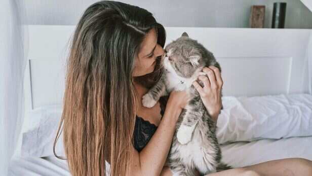 Why should you choose a cat as a pet?