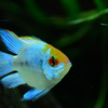 Without cover, a shy fish may remain hidden for much longer because it does not feel secure enough to venture out.