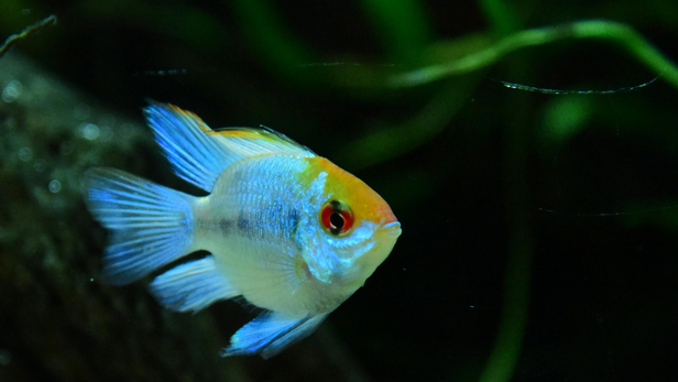 Without cover, a shy fish may remain hidden for much longer because it does not feel secure enough to venture out.