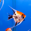 Occasional hiding is normal, particularly after introducing a fish to a new aquarium or following a major change inside the tank. The bigger concern is a sudden or persistent change in behaviour.