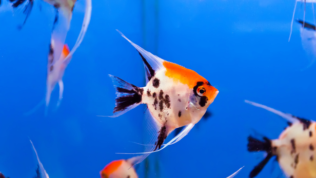 Occasional hiding is normal, particularly after introducing a fish to a new aquarium or following a major change inside the tank. The bigger concern is a sudden or persistent change in behaviour.