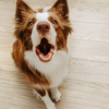 If your dog starts barking uncontrollably, the exercise is too difficult. Reduce the intensity and try again