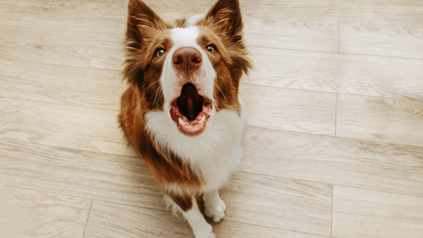 If your dog starts barking uncontrollably, the exercise is too difficult. Reduce the intensity and try again