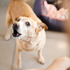 Once your dog is calm, the visitor can interact quietly if appropriate. This teaches the dog that visitors do not automatically mean a rush of attention and excitement.