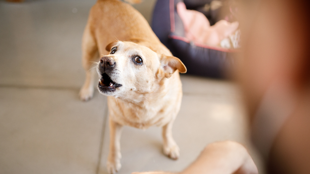 Once your dog is calm, the visitor can interact quietly if appropriate. This teaches the dog that visitors do not automatically mean a rush of attention and excitement.