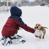 A cold-care checklist for pets