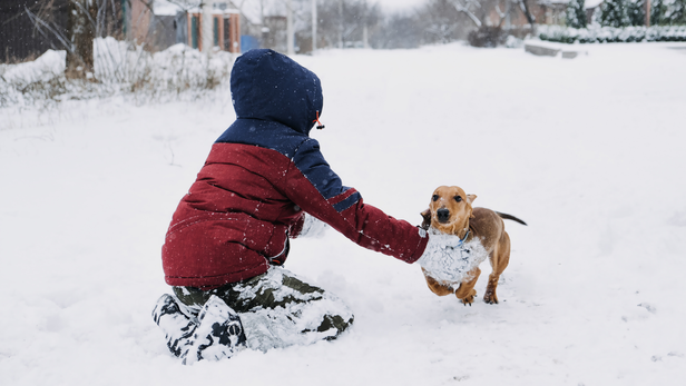 A cold-care checklist for pets