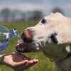 What could be behind your dog's increased thirst?