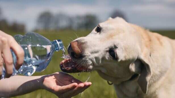What could be behind your dog's increased thirst?