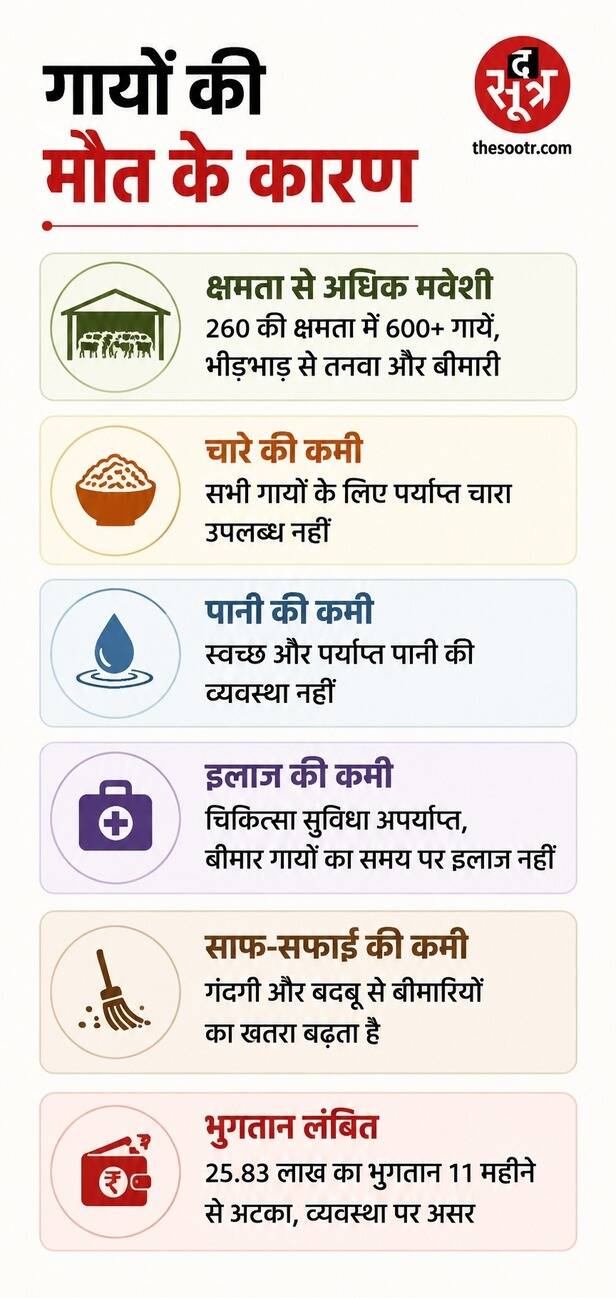 गायों की मौत