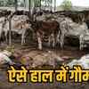 फुंडहर गौठान में 8 गायों की मौत