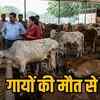 फुंडहर गौठान में मवेशियों की मौ