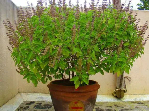 घर में लगाना चाहते हैं तुलसी का पौधा, जान लीजिए क्या है सही मौसम - Tulsi  plant home know what is right month home gardening tips hplbsa