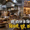 इंदौर के होटलों में चूहा-बिल्ली और कॉकरोच