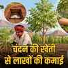 चंदन का पौधा
