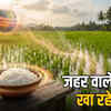 IISER Bhopal Rice Study