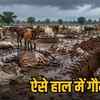 बिलासपुर के गौठान में मवेशियों की मौत