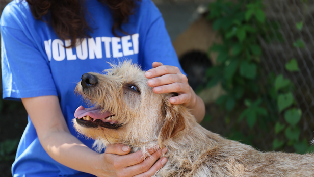 Animal shelter