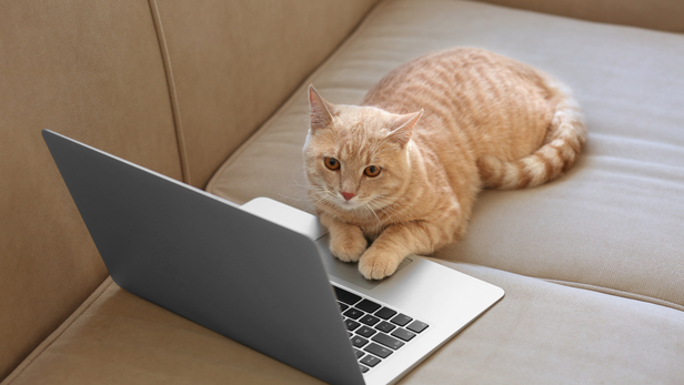 Cat on Laptop