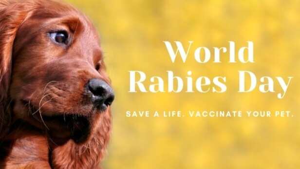 World Rabies Day 2024: कुत्तों के काटने से ही नहीं इन जानवरों की वजह से भी  फैलता है Rabies, जानें लक्षण और बचाव के उपाय - India TV Hindi
