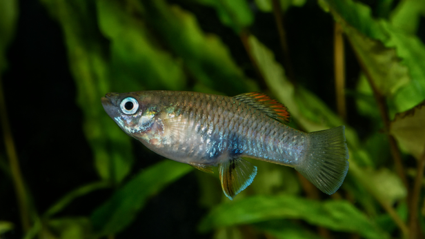 Keeping males only is one way to avoid an unexpected population boom