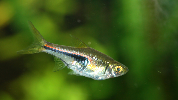 A tank of around 15 gallons or larger gives a small school more room to behave naturally