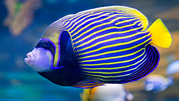 Tall aquariums can also be useful because they provide the vertical space these fish naturally use