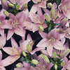 Lilies