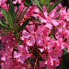 oleander